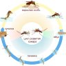 Уничтожитель личинок комаров "Биоларвицид-30"